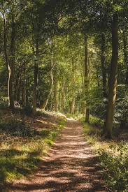 Bosque verde